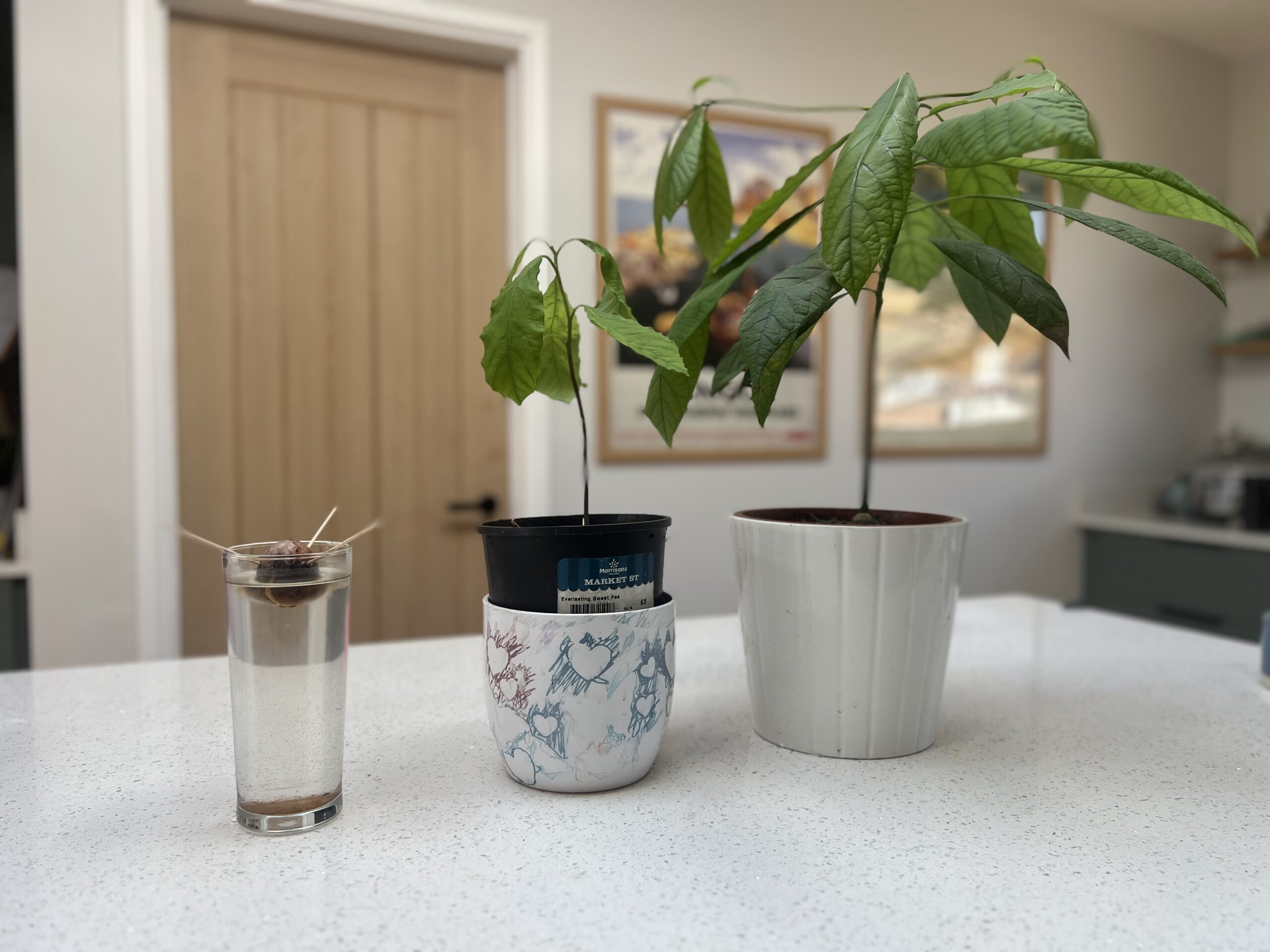 Three stages of avocado tree growth in a kitchen